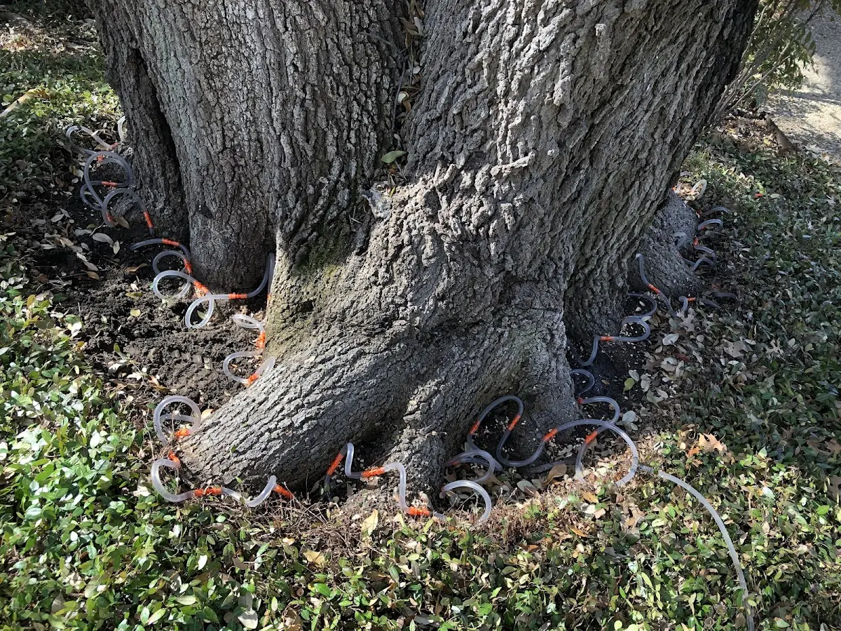 Detailed Tree Cabling and Bracing job site in Layton