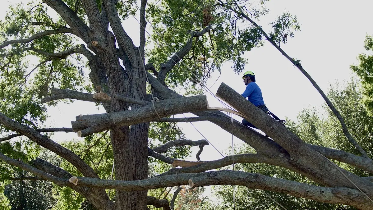 Professional Hazardous Tree Removal performed by certified arborists in Layton