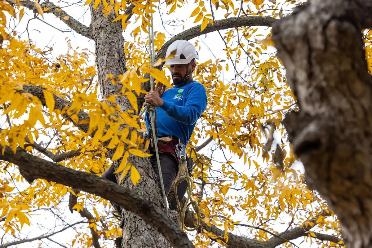 Skilled Storm Damage Cleanup crew working in Layton